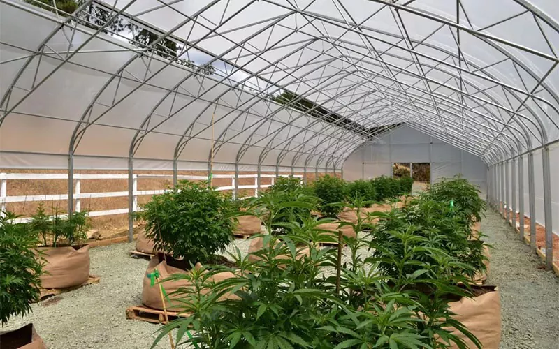 Greenhouse ภาพยนตร์กัญชาทางการแพทย์: ผู้เปลี่ยนเกมในอุตสาหกรรม