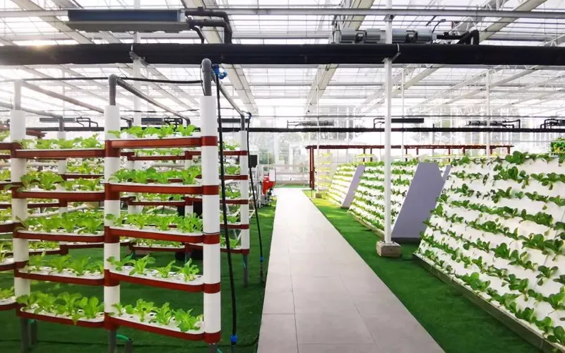 เรือนกระจกผักใบ Hydroponic Widespan